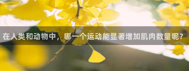 betway西汉姆联